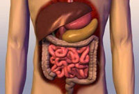 féregnyúlvány appendix vakbél baktérium féregnyúlvány appendix vakbél baktérium